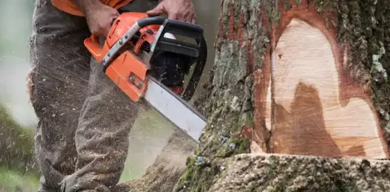 abattage-d-arbres-34